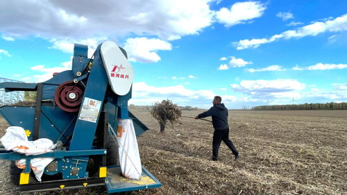 强国看农业丨种豆不止得豆，看它“七十二变”——农业机械赋能大豆全产业链升级